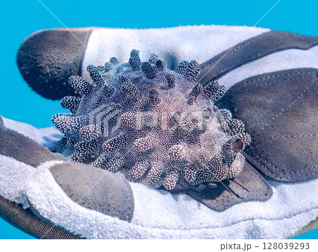 美しいタルダカラ 不思議な外套膜を露出し貝殻を覆っている。ヒリゾ浜中木南伊豆町伊豆半島静岡県2024 128039293