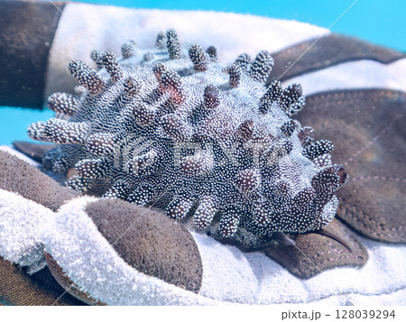 美しいタルダカラ 不思議な外套膜を露出し貝殻を覆っている。ヒリゾ浜中木南伊豆町伊豆半島静岡県2024 128039294