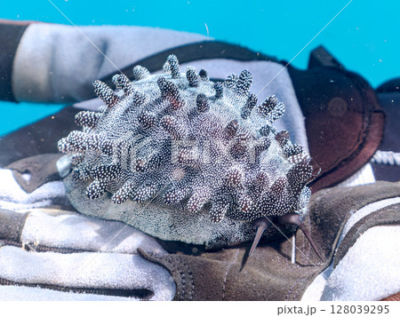 美しいタルダカラ 不思議な外套膜を露出し貝殻を覆っている。ヒリゾ浜中木南伊豆町伊豆半島静岡県2024 128039295