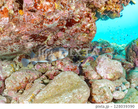 水中洞窟のイシガキフグ、キンセンイシモチ他群れ。ヒリゾ浜中木南伊豆町伊豆半島静岡県2024 水中洞窟のイシガキフグ、キンセンイシモチ他群れ。ヒリゾ浜中木南伊豆町伊豆半島静岡県2024 128039390