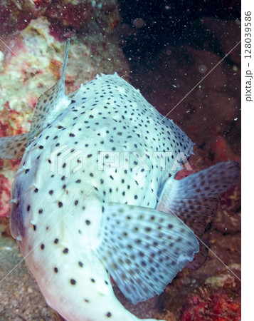 水中洞窟にいる 美しく大きなイシガキフグ（ハリセンボン科）。静岡県伊豆半島賀茂郡南伊豆町中木ヒリゾ浜 128039586