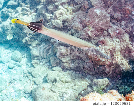 美しく大きなヘラヤガラ（ヘラヤガラ科）。 ヒリゾ浜中木南伊豆町伊豆半島静岡県2024 128039681