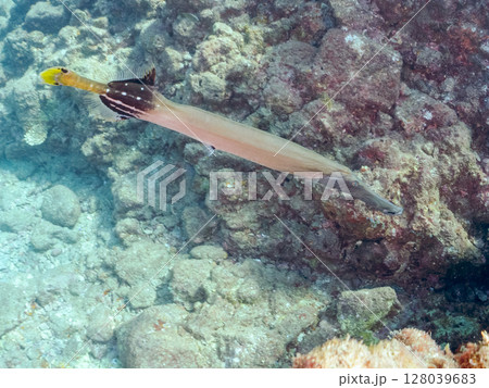 美しく大きなヘラヤガラ（ヘラヤガラ科）。 ヒリゾ浜中木南伊豆町伊豆半島静岡県2024 128039683