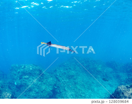 美しく大きなヘラヤガラ(ヘラヤガラ科)。 ヒリゾ浜中木南伊豆町伊豆半島静岡県2024 美しく大きなヘラヤガラ(ヘラヤガラ科)。 ヒリゾ浜中木南伊豆町伊豆半島静岡県2024 128039684