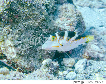 美しいハナキンチャクフグ（フグ科）他。 ヒリゾ浜中木南伊豆町伊豆半島静岡県2024 128039724