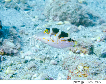美しいハナキンチャクフグ（フグ科）他。 ヒリゾ浜中木南伊豆町伊豆半島静岡県2024 128039726