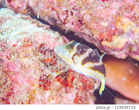 美しいハナキンチャクフグ(フグ科)他。 ヒリゾ浜中木南伊豆町伊豆半島静岡県2024 美しいハナキンチャクフグ(フグ科)他。 ヒリゾ浜中木南伊豆町伊豆半島静岡県2024 128039728