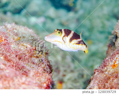 美しいハナキンチャクフグ（フグ科）他。 ヒリゾ浜中木南伊豆町伊豆半島静岡県2024 128039729