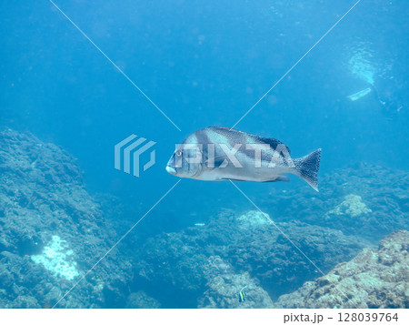 大きく美しいコショウダイ（イサキ科）他。 ヒリゾ浜中木南伊豆町伊豆半島静岡県2024 128039764