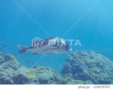 大きく美しいコショウダイ(イサキ科)他。 ヒリゾ浜中木南伊豆町伊豆半島静岡県2024 大きく美しいコショウダイ(イサキ科)他。 ヒリゾ浜中木南伊豆町伊豆半島静岡県2024 128039767
