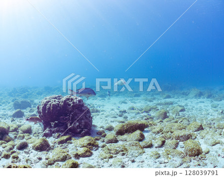 水中洞窟にいる、大きく美しいコロダイ他の小群。 ヒリゾ浜中木南伊豆町伊豆半島静岡県2024 水中洞窟にいる、大きく美しいコロダイ他の小群。 ヒリゾ浜中木南伊豆町伊豆半島静岡県2024 128039791
