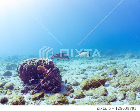 水中洞窟にいる、大きく美しいコロダイ他の小群。 ヒリゾ浜中木南伊豆町伊豆半島静岡県2024 水中洞窟にいる、大きく美しいコロダイ他の小群。 ヒリゾ浜中木南伊豆町伊豆半島静岡県2024 128039793
