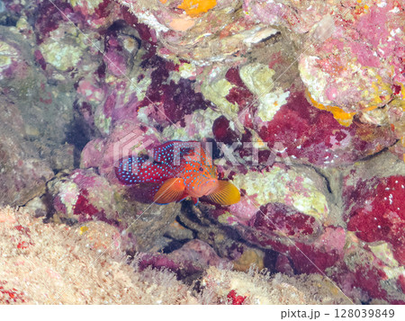 水中洞窟にいる美しいユカタハタ（ハタ科）の幼魚。 ヒリゾ浜中木南伊豆町伊豆半島静岡県2024 128039849