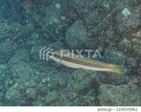 美しいカマスベラ（ベラ科）他。 ヒリゾ浜中木南伊豆町伊豆半島静岡県2024 128039962
