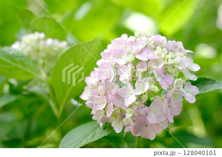 薄紫色に色づきつつある紫陽花 薄紫色に色づきつつある紫陽花 128040101