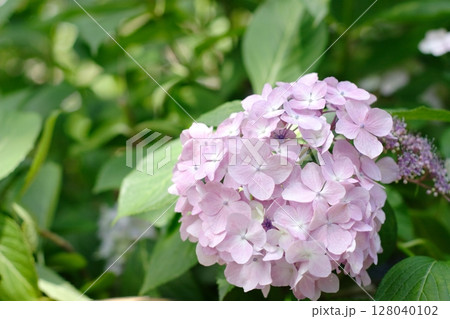 薄紫色に色づく紫陽花 薄紫色に色づく紫陽花 128040102
