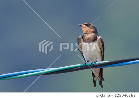 電線に留まる巣立ちしたばかりのツバメ幼鳥 電線に留まる巣立ちしたばかりのツバメ幼鳥 128040268