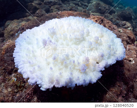高海水温が続いているのでサンゴ（エンタクミドリイシ他）の白化現象が起きている。ヒリゾ浜中木南伊豆町 128040520