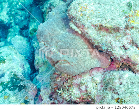 エスカを振って魚を呼び寄せて狩る、巨大なオオモンカエルアンコウ。 伊豆半島賀茂郡南伊豆町中木ヒリゾ浜 エスカを振って魚を呼び寄せて狩る、巨大なオオモンカエルアンコウ。 伊豆半島賀茂郡南伊豆町中木ヒリゾ浜 128040678