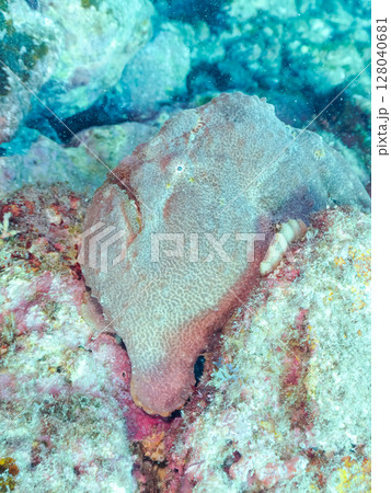 エスカを振って魚を呼び寄せて狩る、巨大なオオモンカエルアンコウ。 伊豆半島賀茂郡南伊豆町中木ヒリゾ浜 128040681