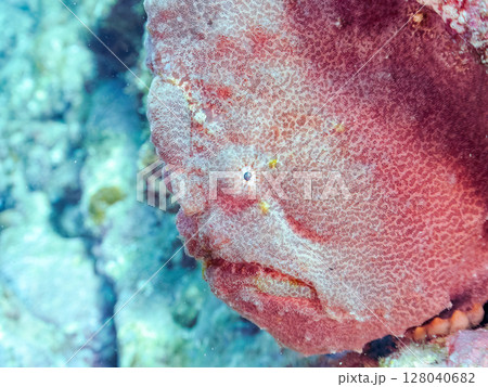 エスカを振って魚を呼び寄せて狩る、巨大なオオモンカエルアンコウ。 伊豆半島賀茂郡南伊豆町中木ヒリゾ浜 128040682