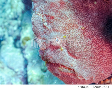 エスカを振って魚を呼び寄せて狩る、巨大なオオモンカエルアンコウ。 伊豆半島賀茂郡南伊豆町中木ヒリゾ浜 128040683