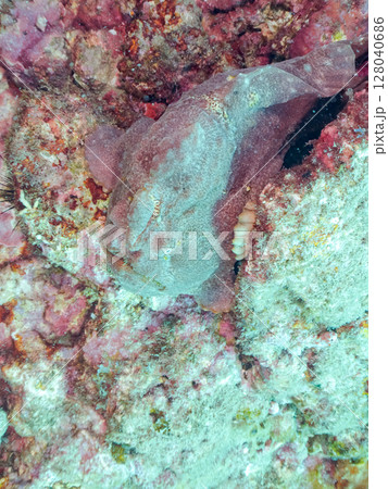 エスカを振って魚を呼び寄せて狩る、巨大なオオモンカエルアンコウ。 伊豆半島賀茂郡南伊豆町中木ヒリゾ浜 エスカを振って魚を呼び寄せて狩る、巨大なオオモンカエルアンコウ。 伊豆半島賀茂郡南伊豆町中木ヒリゾ浜 128040686