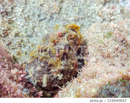 エスカを振って魚を呼び寄せて狩る、巨大なオオモンカエルアンコウ。 伊豆半島賀茂郡南伊豆町中木ヒリゾ浜 エスカを振って魚を呼び寄せて狩る、巨大なオオモンカエルアンコウ。 伊豆半島賀茂郡南伊豆町中木ヒリゾ浜 128040687