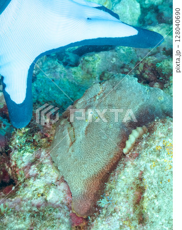 エスカを振って魚を呼び寄せて狩る、巨大なオオモンカエルアンコウ。 伊豆半島賀茂郡南伊豆町中木ヒリゾ浜 128040690