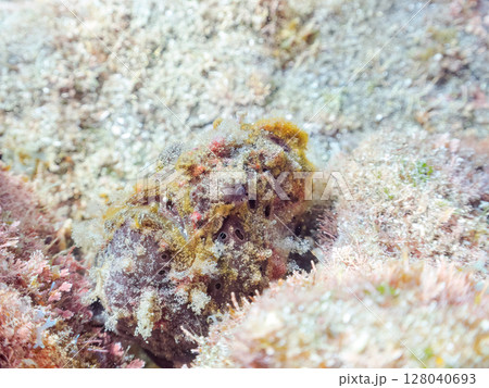 エスカを振って魚を呼び寄せて狩る、巨大なオオモンカエルアンコウ。 伊豆半島賀茂郡南伊豆町中木ヒリゾ浜 エスカを振って魚を呼び寄せて狩る、巨大なオオモンカエルアンコウ。 伊豆半島賀茂郡南伊豆町中木ヒリゾ浜 128040693