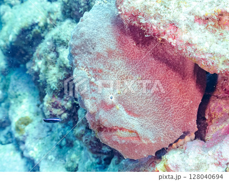 エスカを振って魚を呼び寄せて狩る、巨大なオオモンカエルアンコウ。 伊豆半島賀茂郡南伊豆町中木ヒリゾ浜 128040694