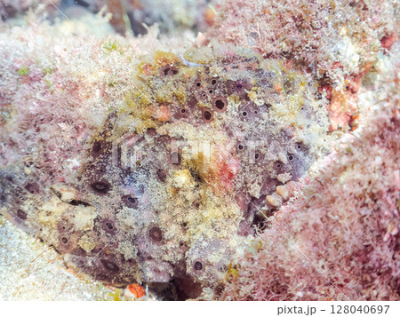 エスカを振って魚を呼び寄せて狩る、巨大なオオモンカエルアンコウ。 伊豆半島賀茂郡南伊豆町中木ヒリゾ浜 128040697