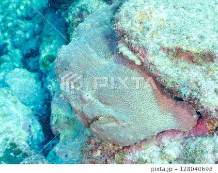 エスカを振って魚を呼び寄せて狩る、巨大なオオモンカエルアンコウ。 伊豆半島賀茂郡南伊豆町中木ヒリゾ浜 エスカを振って魚を呼び寄せて狩る、巨大なオオモンカエルアンコウ。 伊豆半島賀茂郡南伊豆町中木ヒリゾ浜 128040698