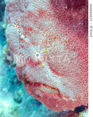 エスカを振って魚を呼び寄せて狩る、巨大なオオモンカエルアンコウ。 伊豆半島賀茂郡南伊豆町中木ヒリゾ浜 128040699