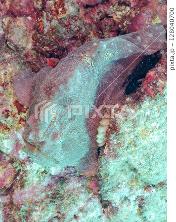 エスカを振って魚を呼び寄せて狩る、巨大なオオモンカエルアンコウ。 伊豆半島賀茂郡南伊豆町中木ヒリゾ浜 エスカを振って魚を呼び寄せて狩る、巨大なオオモンカエルアンコウ。 伊豆半島賀茂郡南伊豆町中木ヒリゾ浜 128040700