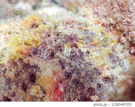 エスカを振って魚を呼び寄せて狩る、巨大なオオモンカエルアンコウ。 伊豆半島賀茂郡南伊豆町中木ヒリゾ浜 エスカを振って魚を呼び寄せて狩る、巨大なオオモンカエルアンコウ。 伊豆半島賀茂郡南伊豆町中木ヒリゾ浜 128040705