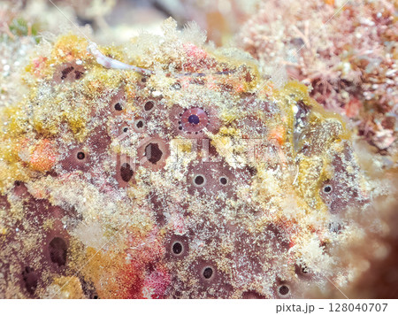 エスカを振って魚を呼び寄せて狩る、巨大なオオモンカエルアンコウ。 伊豆半島賀茂郡南伊豆町中木ヒリゾ浜 エスカを振って魚を呼び寄せて狩る、巨大なオオモンカエルアンコウ。 伊豆半島賀茂郡南伊豆町中木ヒリゾ浜 128040707