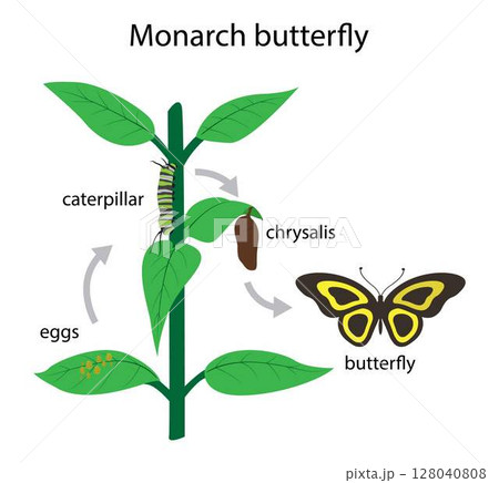illustration of biology and animal, Butterflies have a four stage life cycle, as like most insects they undergo complete metamorphosis, Life cycle of the monarch butterfly 128040808