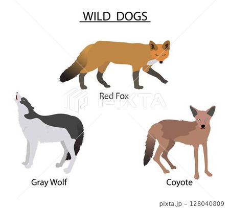 illustration of biology and animals, Types of Wild Dogs, the different types of wild dogs, the red wolf Physically, it is a cross between the grey wolf and the coyote 128040809