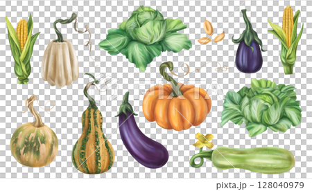 Set of autumn harvest of pumpkins, cabbage, corn, eggplant, zucchini. Fresh farm vegetables, healthy organic food. Garden plants, agriculture. Nature, agronomy and rural life. Isolated illustration 128040979