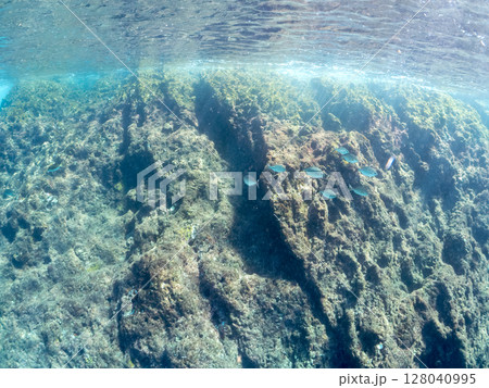 イスズミ（イスズミ科）他の群れの半水面撮影。  ヒリゾ浜中木南伊豆町伊豆半島静岡県2024 128040995