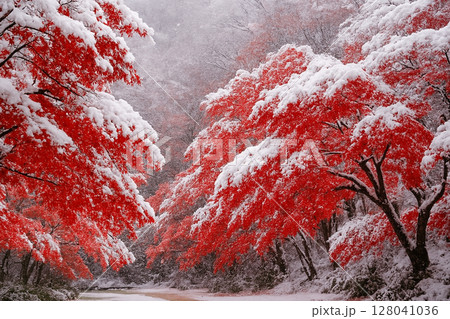 紅葉に降り積もる雪 紅葉に降り積もる雪 128041036