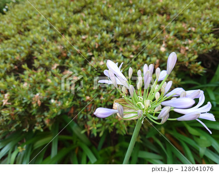 アガパンサスの薄紫色の花 128041076