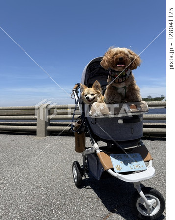 海をバックにペットカートに乗るチワワとチワプー 128041125