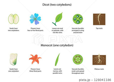 illustration of biology and plant kingdom, Difference Between Monocots and Dicots, Difference Between Monocotyledon and Dicotyledon, transport tissue in vascular plants 128041186