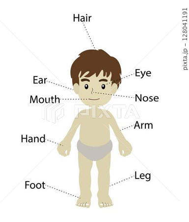 illustration of biology and anatomy, human body, the physical substance of the human organism, The Human Body Internal Organs Science Home School Learning Education, Human anatomical scheme illustration of biology and anatomy, human body, the physical substance of the human organism, The Human Body Internal Organs Science Home School Learning Education, Human anatomical scheme 128041191