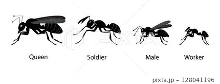 illustration of biology and animals, different types of ants classified according to its function, different types of ants in a colony, ant colonies are typically home to four different types of ant illustration of biology and animals, different types of ants classified according to its function, different types of ants in a colony, ant colonies are typically home to four different types of ant 128041196