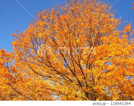 黄葉のトウカエデと青空 黄葉のトウカエデと青空 128041264