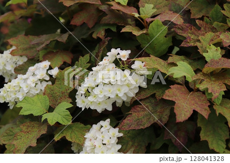 初夏の公園に咲く白い花びらに茶色い葉のカシワバアジサイの花 初夏の公園に咲く白い花びらに茶色い葉のカシワバアジサイの花 128041328