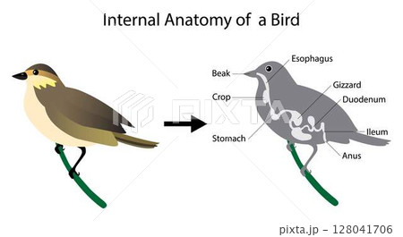 illustration of biology and animals, Internal Anatomy of bird, the physiological structure of birds, musculoskeletal system, Avian skeleton, bird's internal organs 128041706
